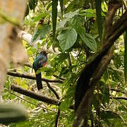 Black-tailed Trogon