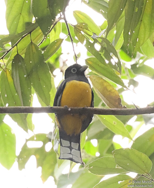 Trogon à tête noire