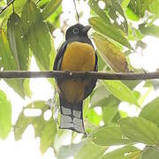 Black-headed Trogon