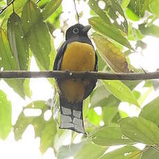 Trogon à tête noire