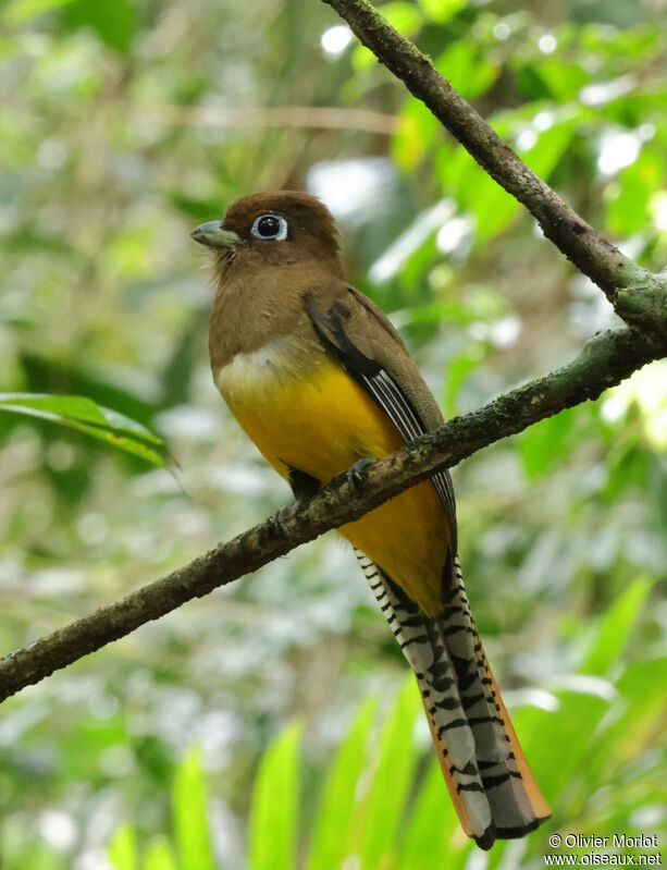 Trogon de Cabanis femelle