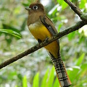 Northern Black-throated Trogon