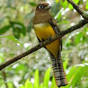 Northern Black-throated Trogon