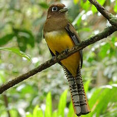 Trogon de Cabanis