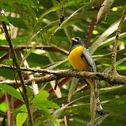 Northern Black-throated Trogon