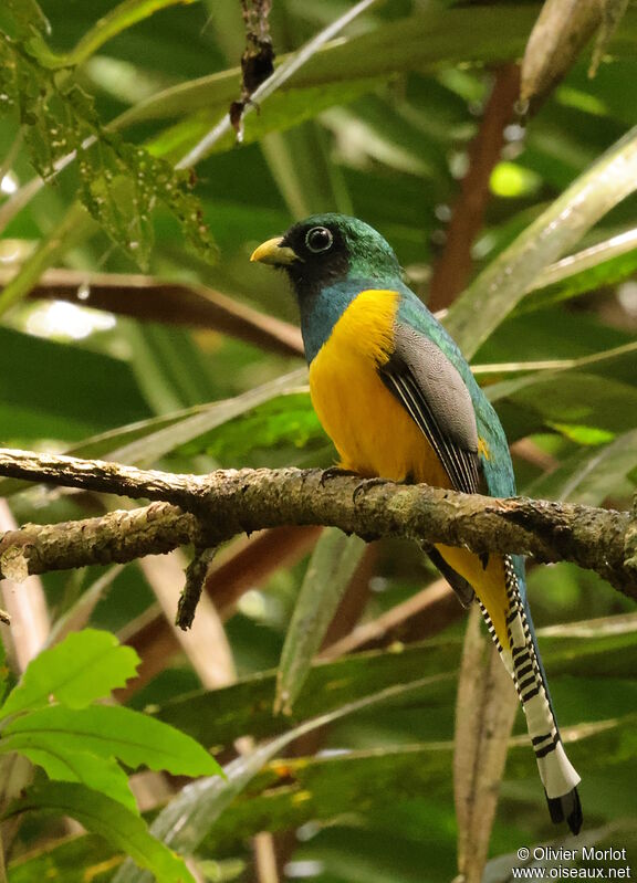 Trogon de Cabanis mâle