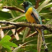 Northern Black-throated Trogon