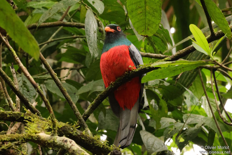 Slaty-tailed Trogon male