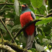 Trogon de Masséna