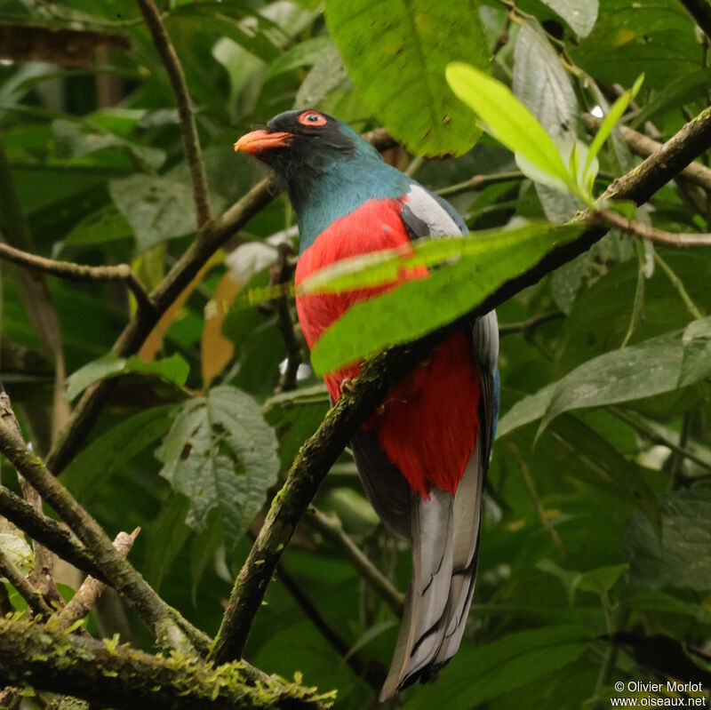 Slaty-tailed Trogon male