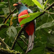 Slaty-tailed Trogon