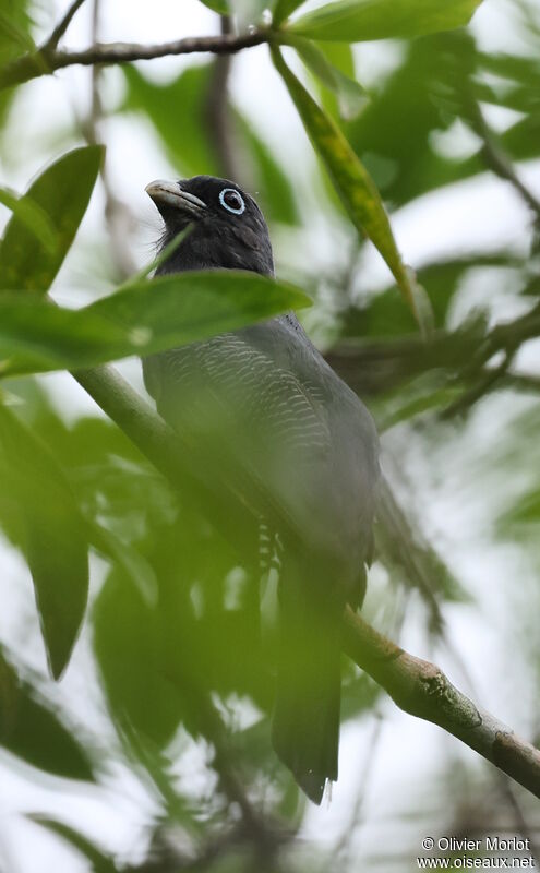 Trogon de Panama