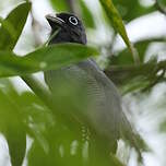 Trogon de Panama