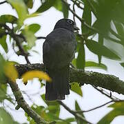 Trogon de Panama