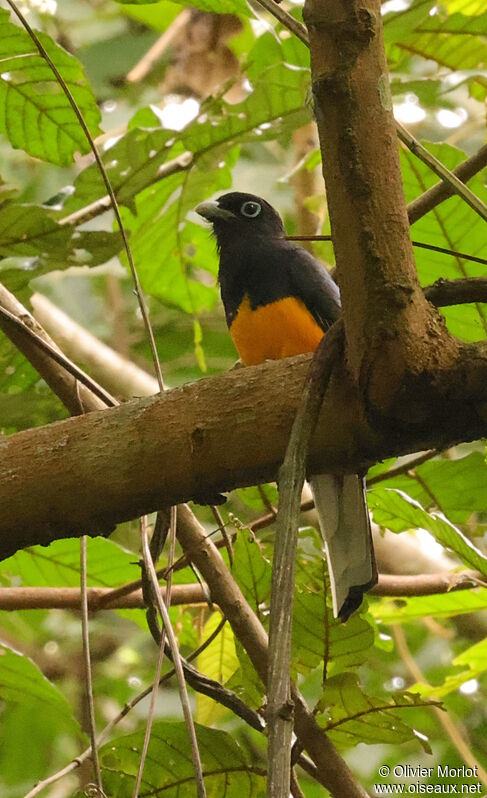 Trogon de Panama mâle