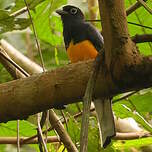 Trogon de Panama