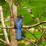 Trogon de Panama