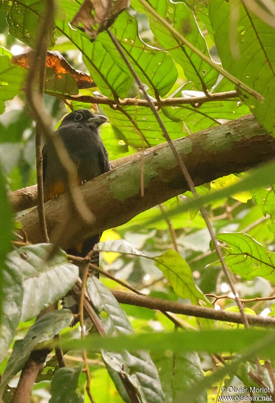 Trogon de Panama femelle