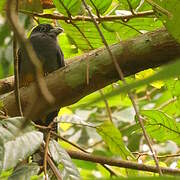 White-tailed Trogon