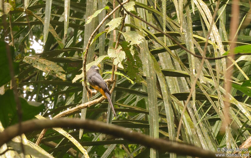 Trogon de Panama femelle