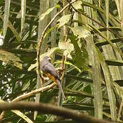 White-tailed Trogon