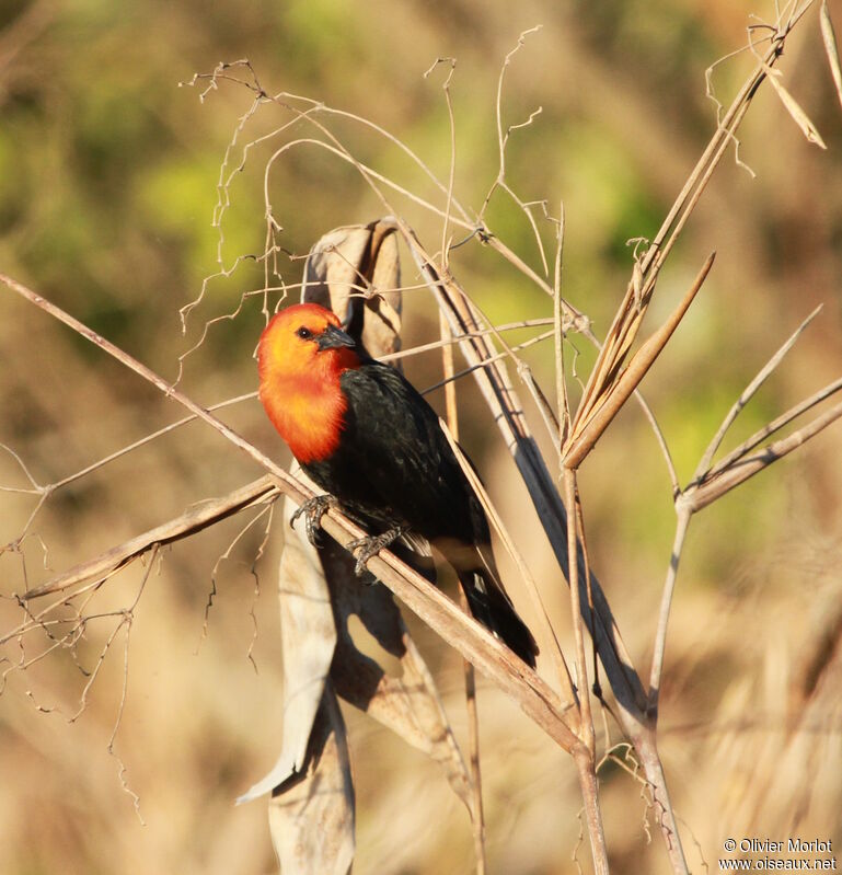 Troupiale à tête rouge