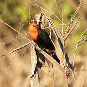 Scarlet-headed Blackbird