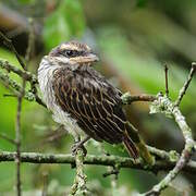 Streaked Flycatcher