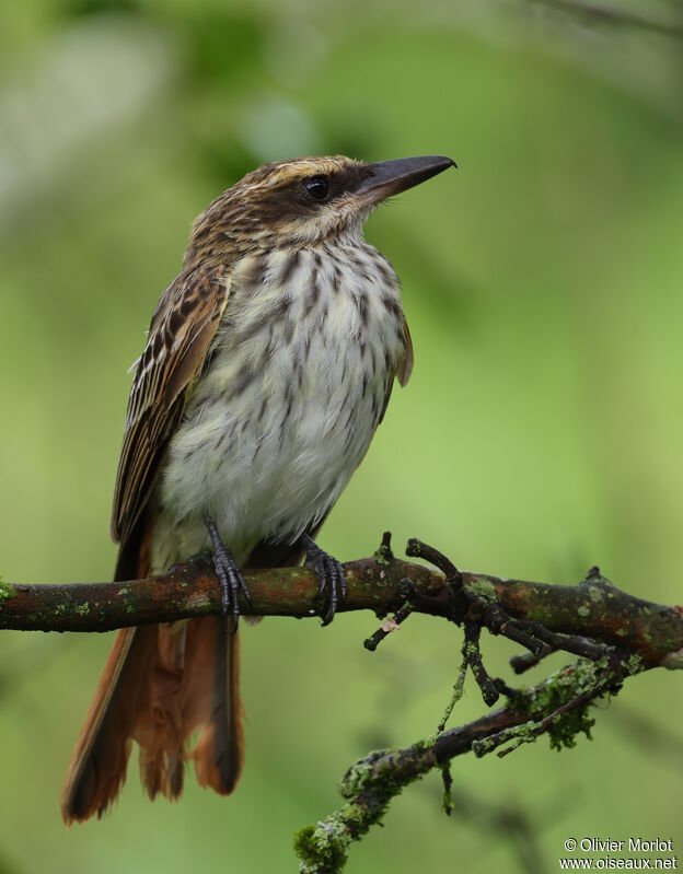 Streaked Flycatcher