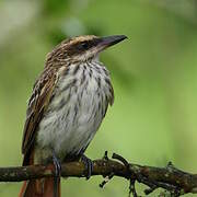 Streaked Flycatcher