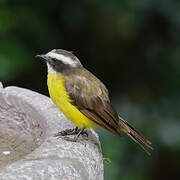 Rusty-margined Flycatcher