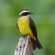 Rusty-margined Flycatcher