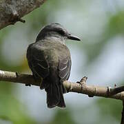 Tropical Kingbird