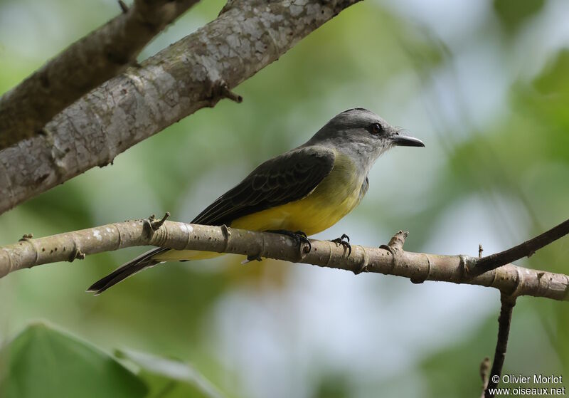 Tropical Kingbird