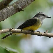 Tropical Kingbird