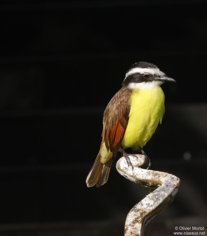 Great Kiskadee