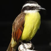 Great Kiskadee