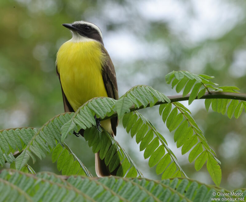 Social Flycatcher