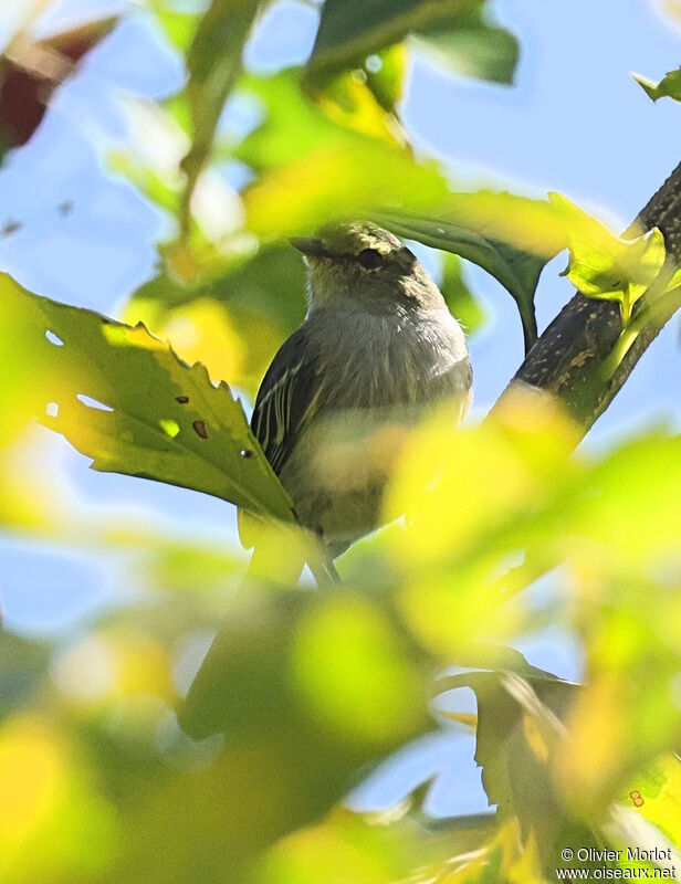 Tyranneau à face d'or