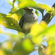 Golden-faced Tyrannulet