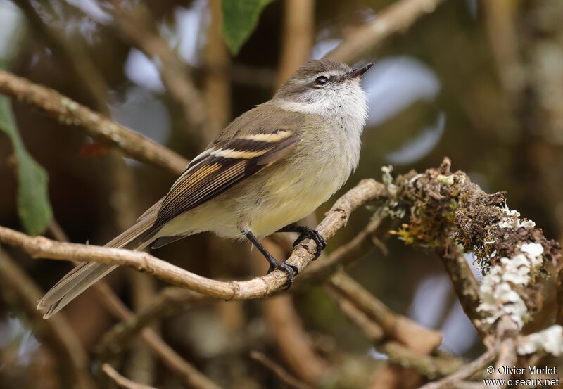 White-throated Tyrannulet