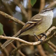 White-throated Tyrannulet