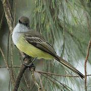 Northern Scrub Flycatcher