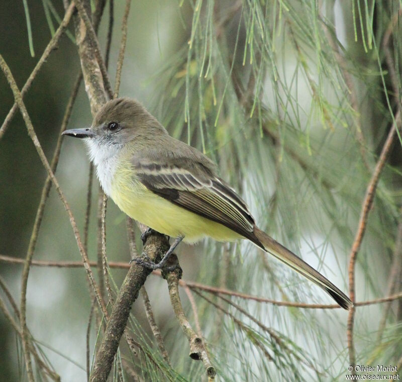 Northern Scrub Flycatcher