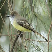 Northern Scrub Flycatcher