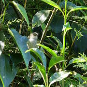 Mistletoe Tyrannulet