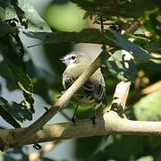 Spectacled Tyrannulet