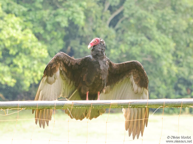 Urubu à tête rouge