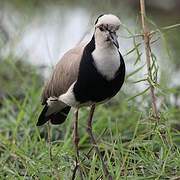 Long-toed Lapwing