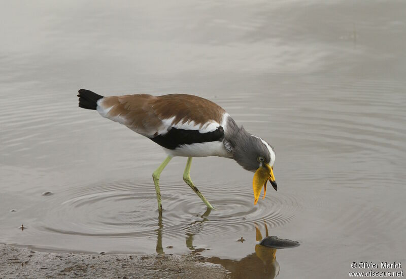 White-crowned Lapwing